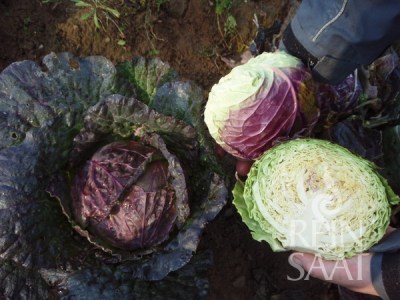 ko043-kel fialovy violaceo-di-verona